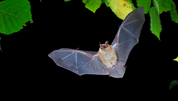 Un guide technique pour prendre en compte les chauves-souris dans les projets d'installation de panneaux photovoltaïques au sol